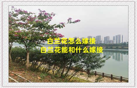 白兰花怎么嫁接 白兰花能和什么嫁接